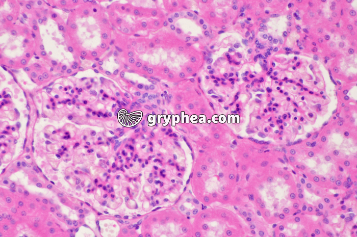 Glomérules Rein Singe x100 - gryphea.com